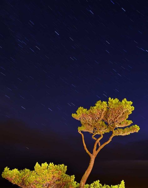 Oregon, Oceanside Pine tree against star trails